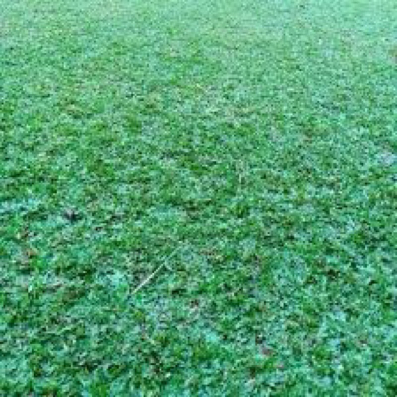 Jual Rumput Gajah Mini Hijau 7 Meter Persegi Tanaman Hias Outdoor