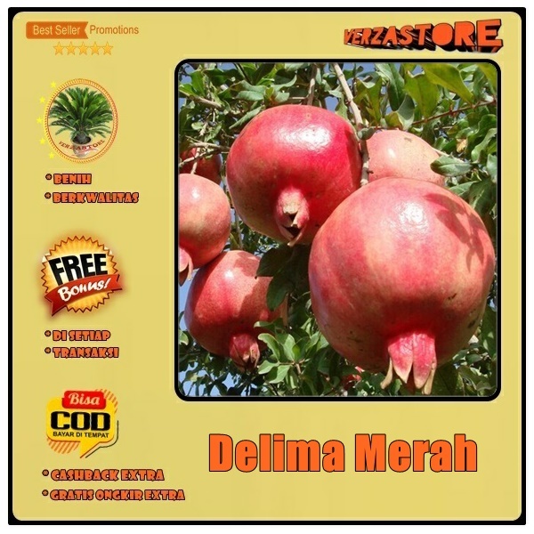 Biji/Benih/Bibit Buah Delima Merah /10 Biji
