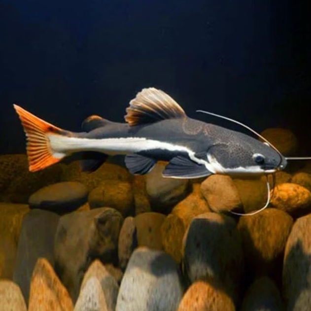 Jual Red Tail Catfish ( RTC ) Ikan Hias Hiasan Aquarium | Shopee Indonesia