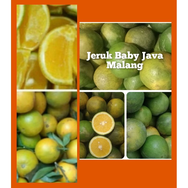 Jual Jeruk Baby Java Malang 3 Kg (size kecil) | Shopee Indonesia