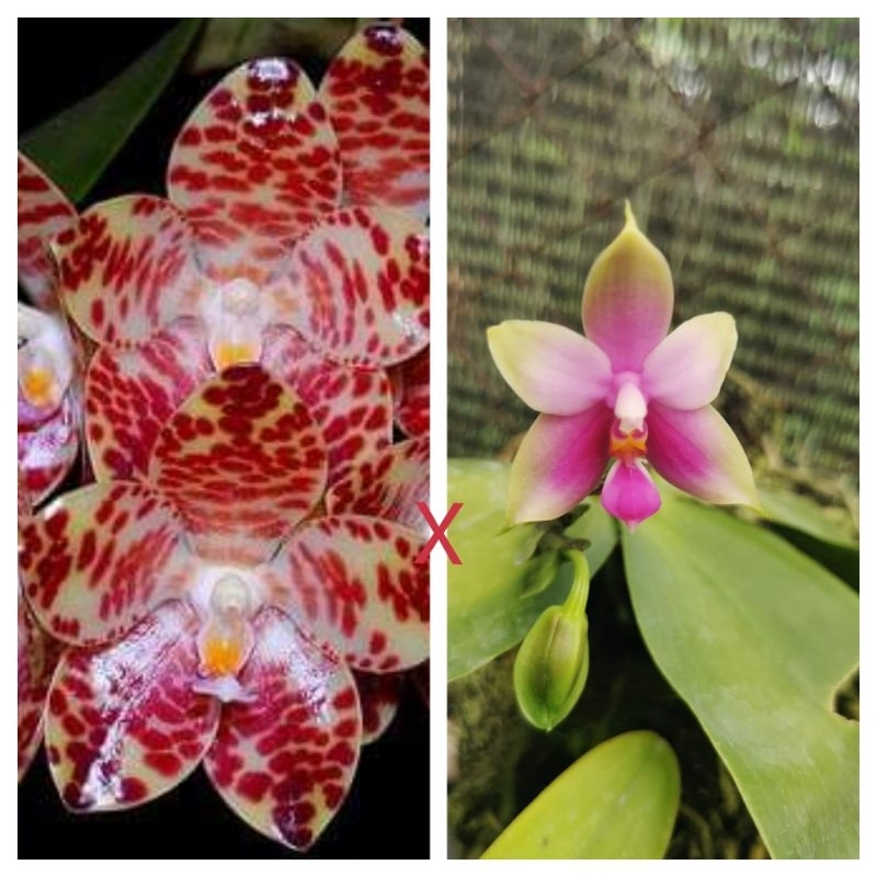 phalaenopsis tetraspis ＋ なかれ gigantea hybrid