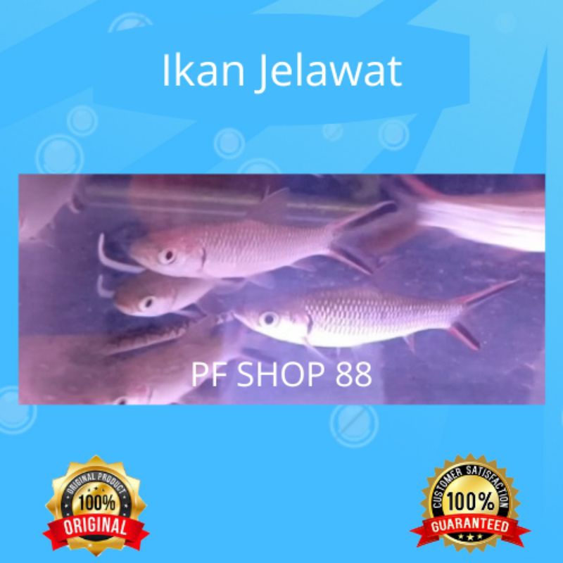 Jual Ikan Hias Jelawat | Shopee Indonesia