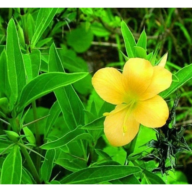 Jual Daun Bunga Landep Atau Bunga Landak( Barleria Prionitis ) 200 gram ...