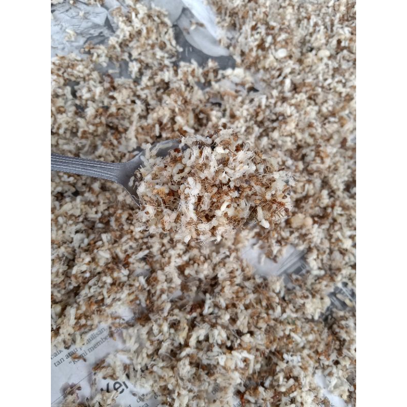 Jual kroto telor semut rang rang | Shopee Indonesia