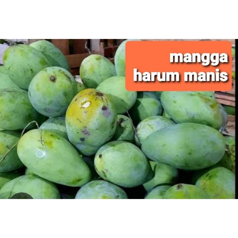 Jual mangga harum manis matang 1 kg | Shopee Indonesia