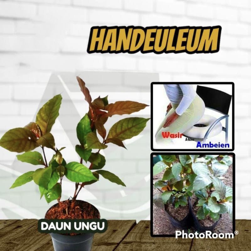 Jual TANAMAN HERBAL DAUN UNGU // HANDEULEUM | Shopee Indonesia