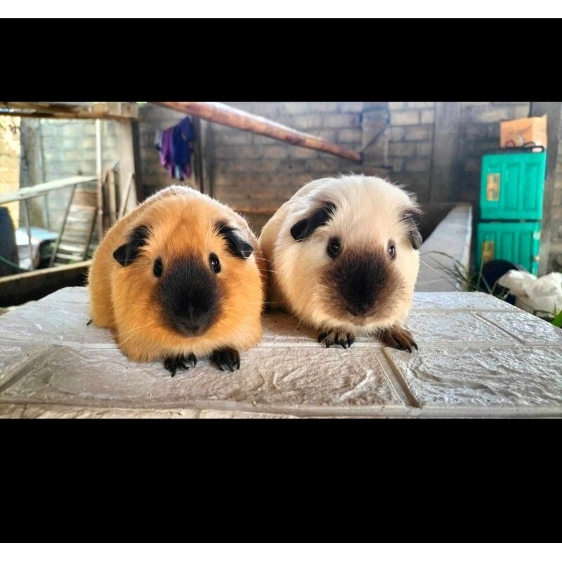Jual Guinea Pig California Shopee Indonesia
