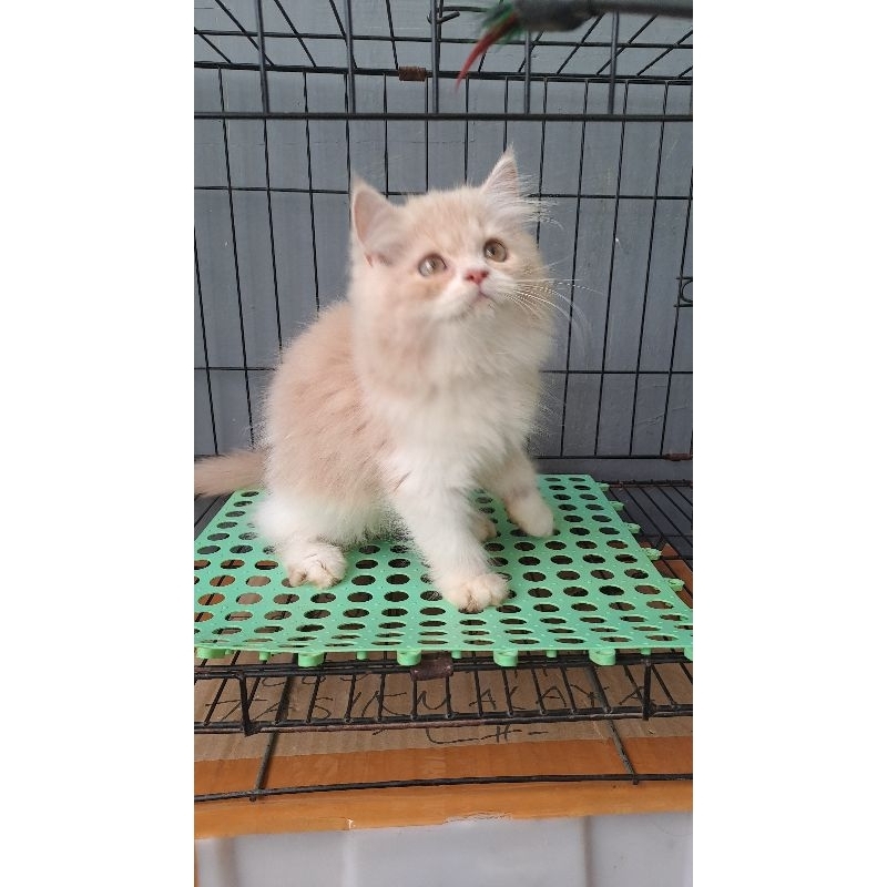 Jual Anakan Kucing Anggora/kitten Persia Flatnose /kucing Persia Jantan ...