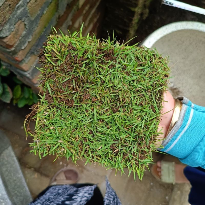 Jual PROMO 11.11 CASHBACK – Rumput Jepang & Rumput Gajah Mini Ukuran ...