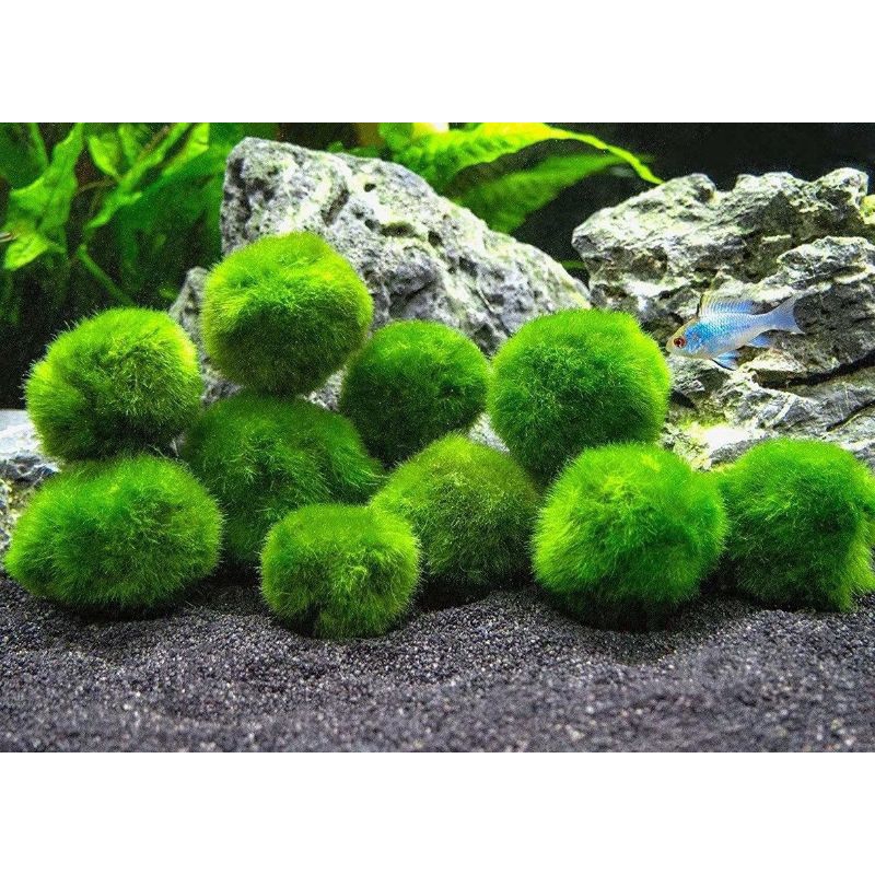 Jual Marimo Moss ball tanaman hidup hiasan aquarium aquascape | Shopee ...