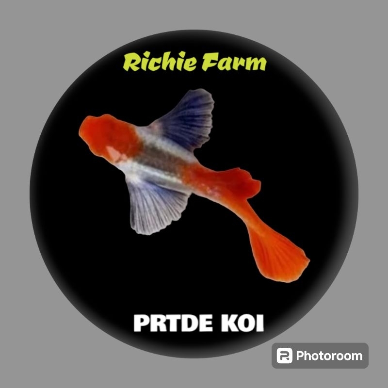 Jual Guppy PRTDE koi ( platinum red tail dumbo ear ) | Shopee Indonesia