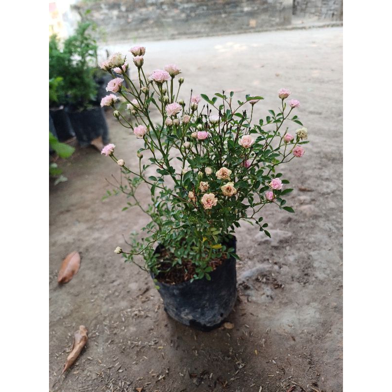 Jual Bunga Mawar Mini / Tanaman Hias Mawar mini / Bibit Hunga Mawar ...