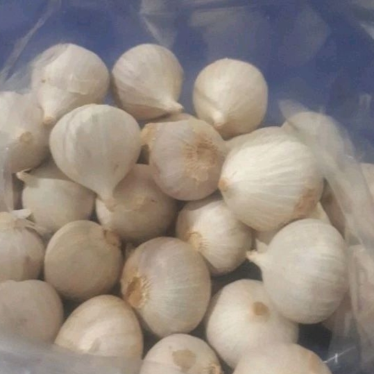 Jual Bawang Putih Tunggal Super Putih 1kg Putih Super Free Kardus