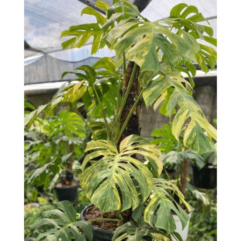 monstera deliciosa pot size Monstera Deliciosa
