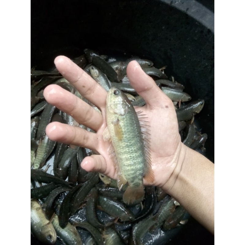 Jual Ikan betok/papuyu size 8-10cm | Shopee Indonesia