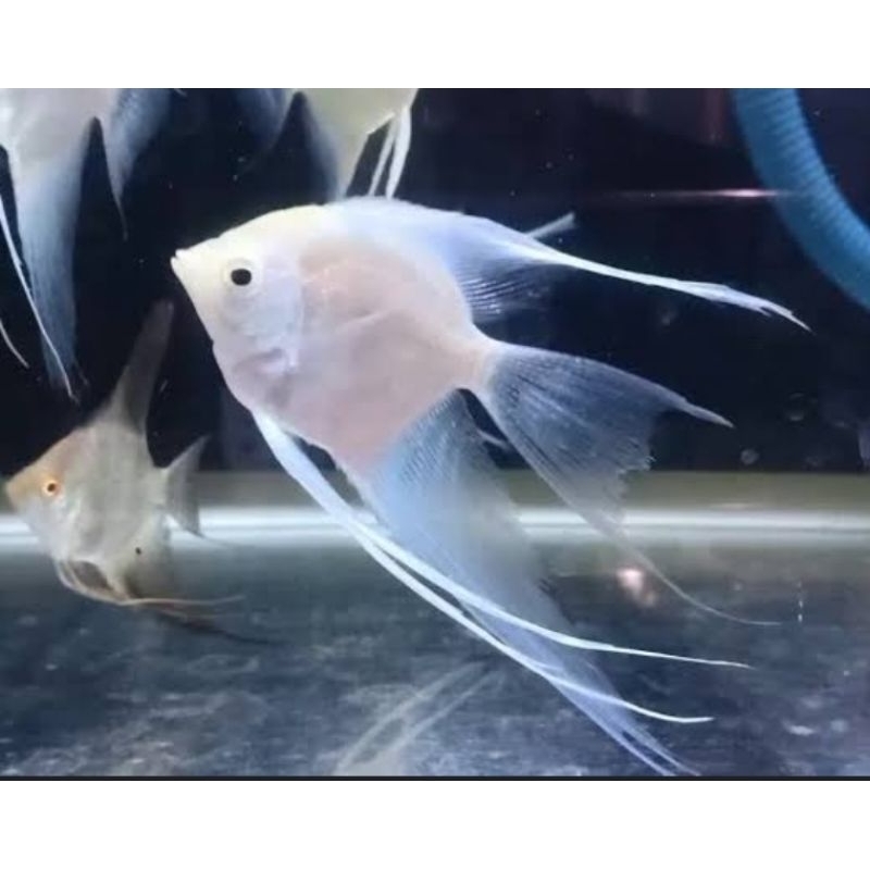 Jual Aksesoris Aquarium (Manfish Platinum Slayer) | Shopee Indonesia
