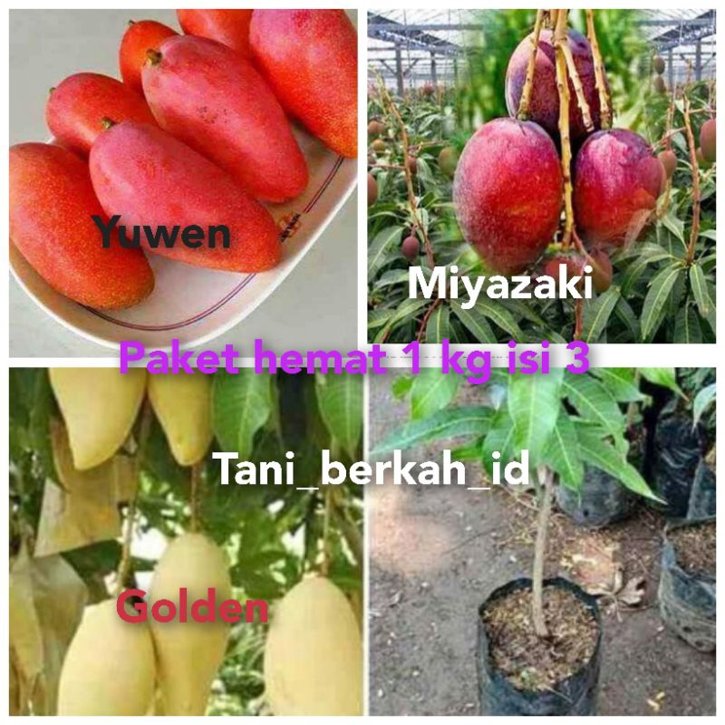 Jual PAKET HEMAT MANGGA ISI 3 (yuwen, golden, miyazaki) | Shopee Indonesia