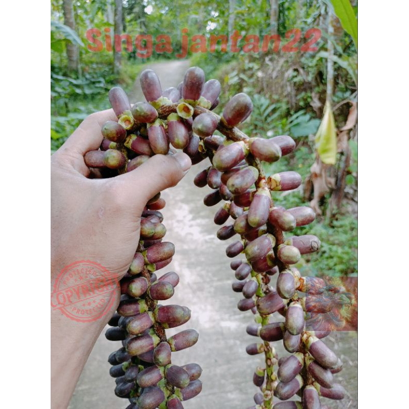 Jual Bunga aren 1 kg pakan lebah | Shopee Indonesia