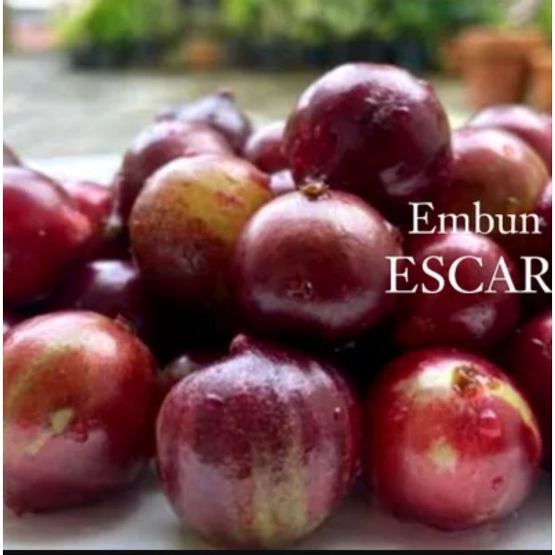 Jual Anggur Brazil(RED Escarlet) 20kg | Shopee Indonesia