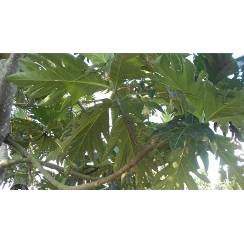 Jual Daun Klewih Segar 1 Kg Obat Herbal Tradisional Murab Fresh ...