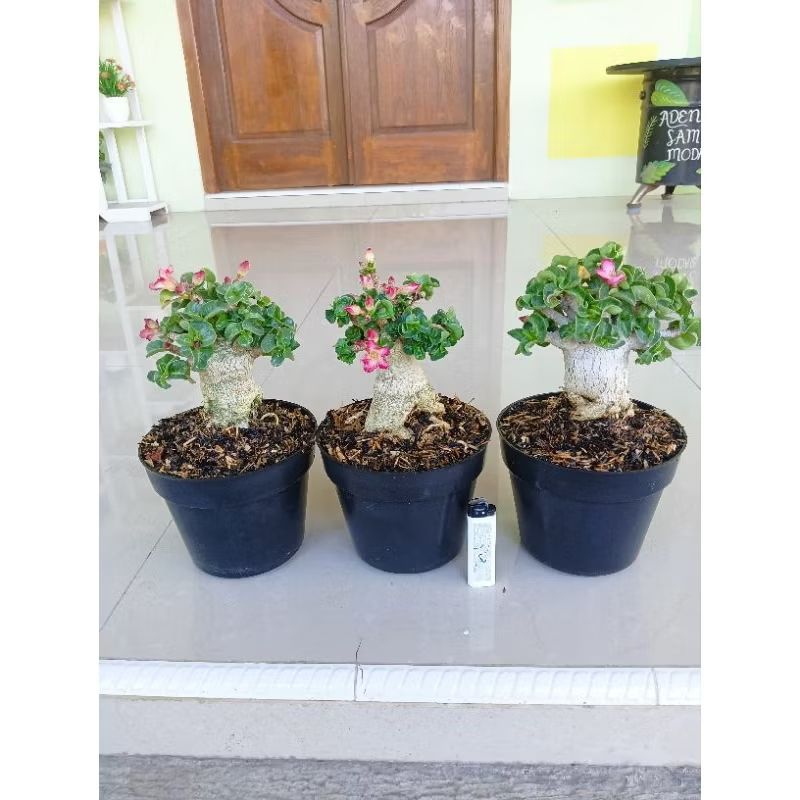 Jual Seed / Benih Adenium DHA . LOTUS FLOWER ( Harga 1 paket ) | Shopee ...