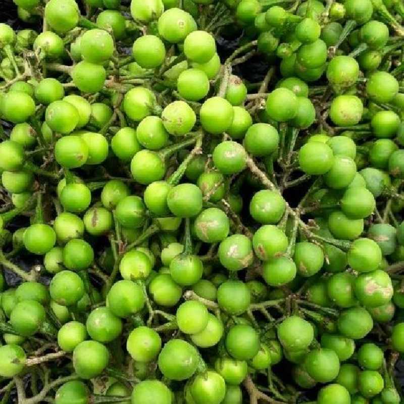 Jual RIMBANG TEKOKAK SEGAR 250 GRAM | Shopee Indonesia