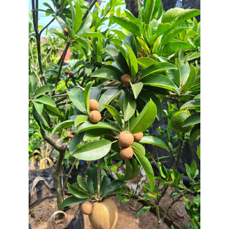 Tanaman Buah pohon Sawo  Rimbun (Berbunga/Berbuah) Kusus Instan