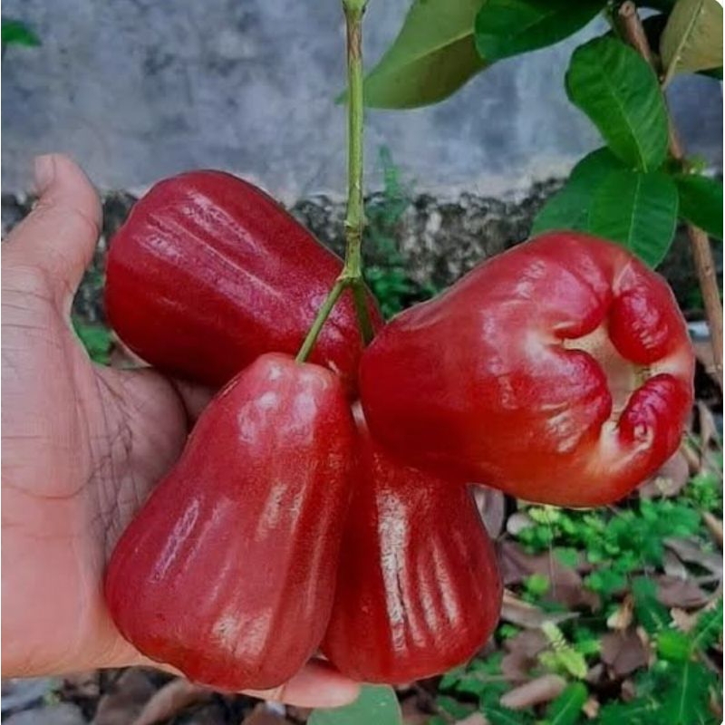 Jual Jambu Citra Besar Merah Segar Manis 1kg | Shopee Indonesia