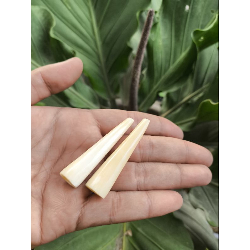Jual sedotan once tulang kaki unta super mini panjang 5cm | Shopee ...