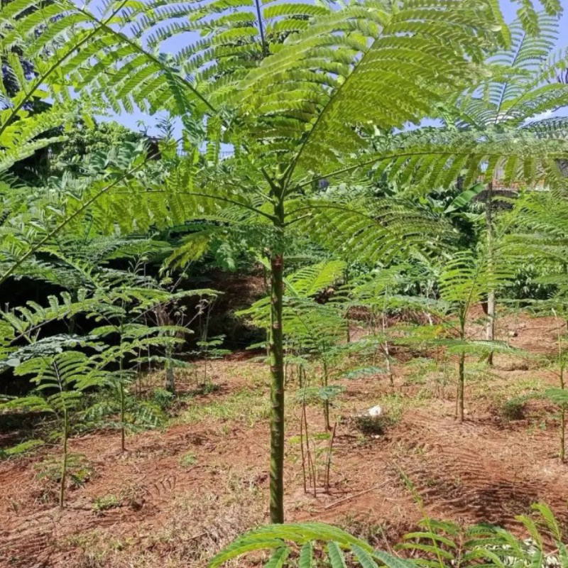 Jual Tanaman Hias Solobium Parahyba - Bibit Biji Solobium Parahyba ...