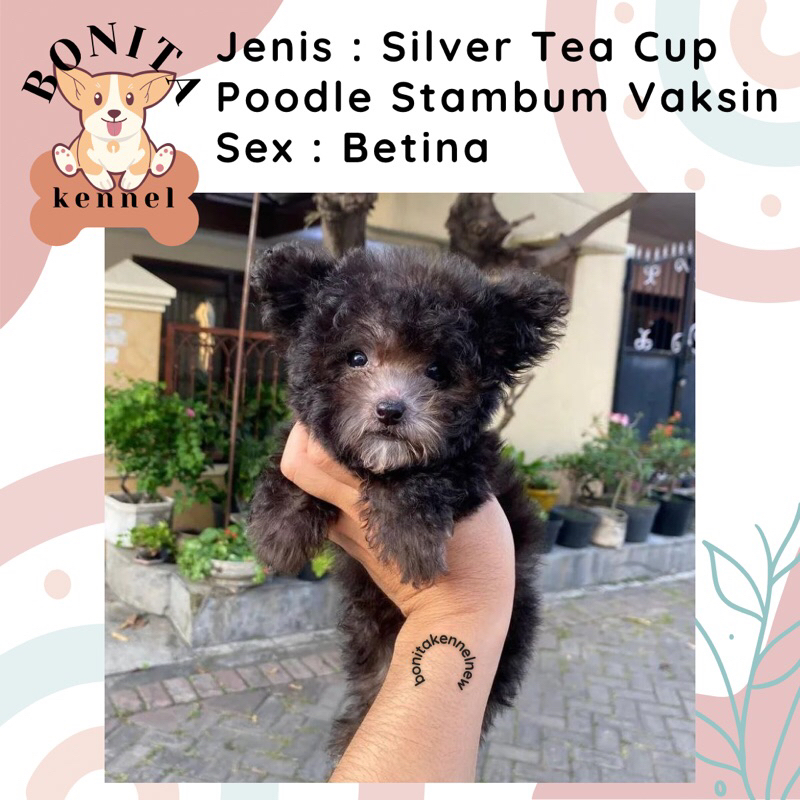 Jual Silver Toy Tea Cup Poodle Stambum Anak Anjing Poodle Abu Jantan Betina Shopee Indonesia