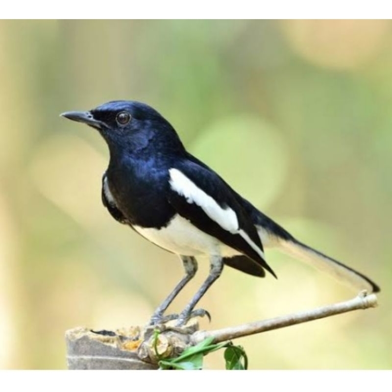 Jual BURUNG KACER Shopee Indonesia