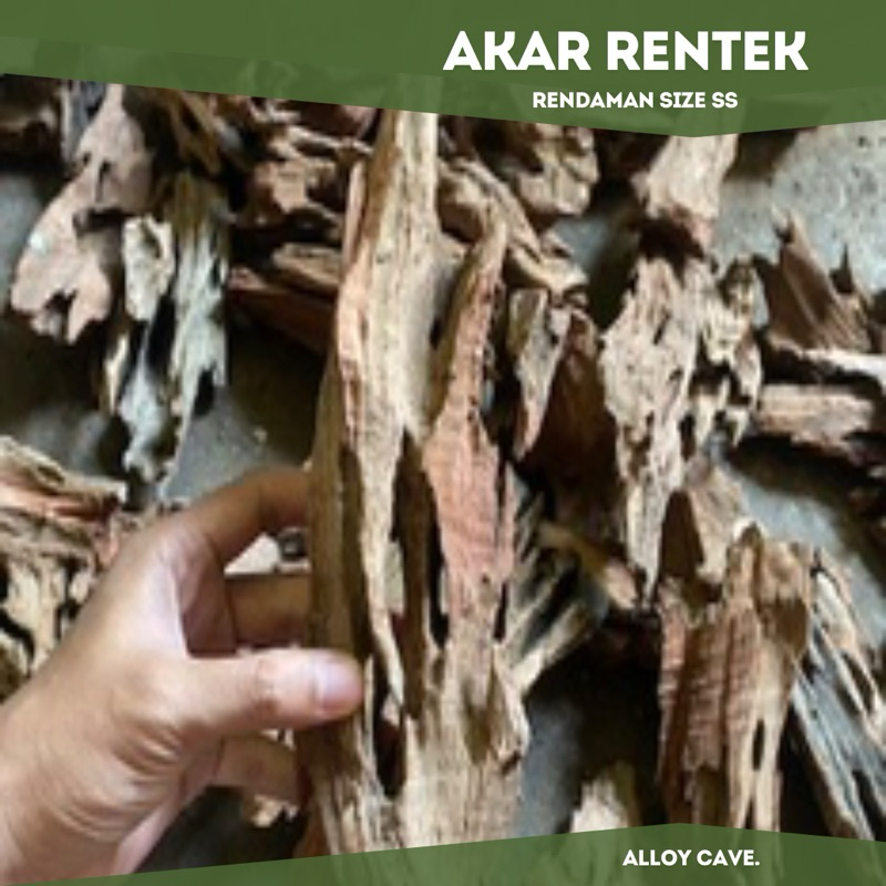 Jual Akar Rentek Rendaman Size S Hiasan Akuarium/Aquascape/Aquatic ...