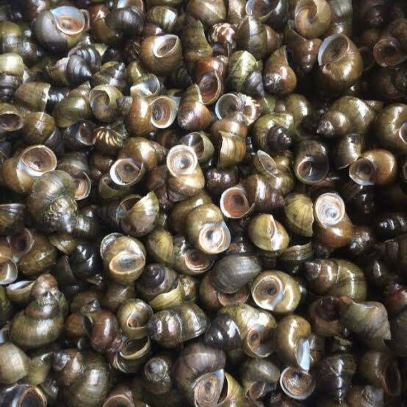 Jual tutut sawah 250 gram | Shopee Indonesia