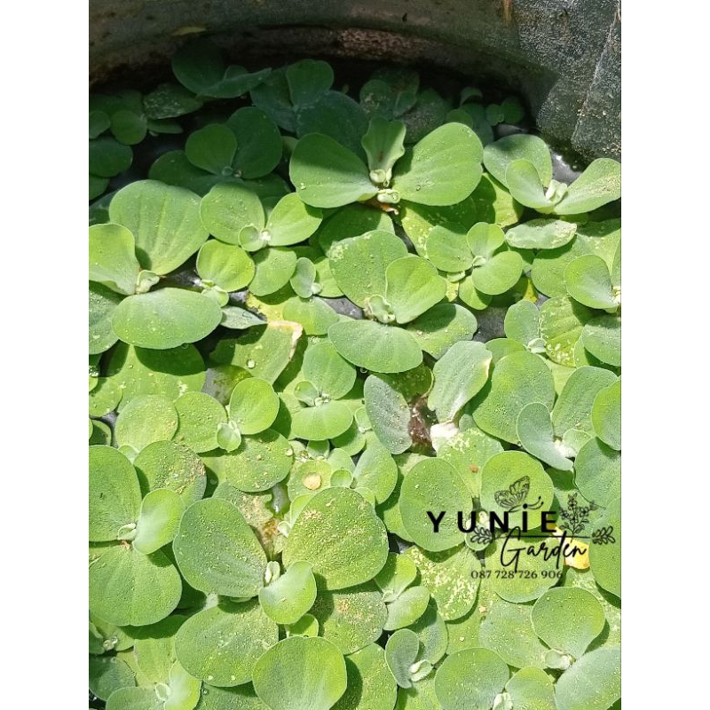 Jual Tanaman Air Kayu Apu | Apu Apu | Shopee Indonesia