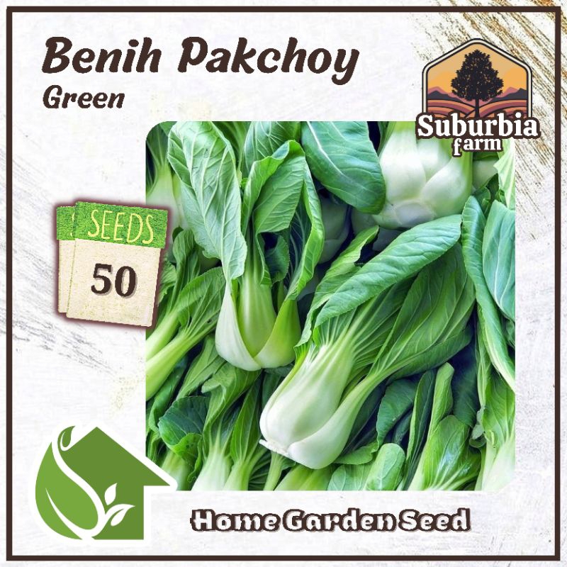 Jual 50 Biji Benih Pakchoy Green Bibit Sawi Pakcoy | Shopee Indonesia