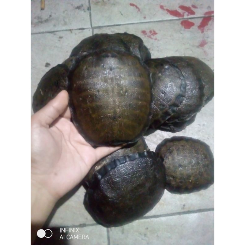 Jual Tempurung bulus (labi-labi) | Shopee Indonesia