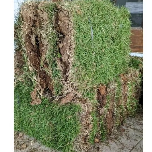 Jual Petani Milenial-Paket 20 Lembar Rumput Jepang Hidup | Shopee Indonesia