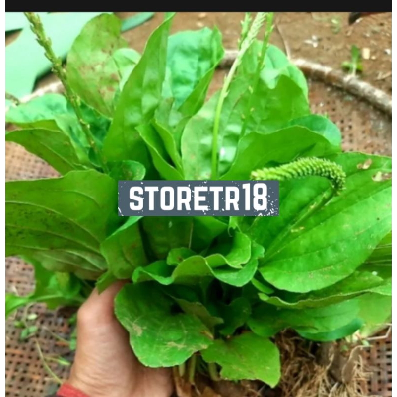 Jual Paket Hemat Gram Daun Sendok Atau Daun Ki Urat Segar Shopee