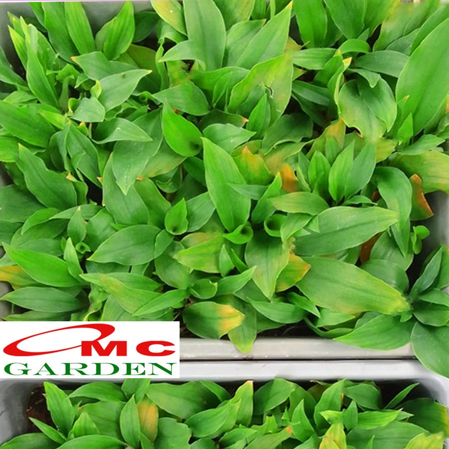 Jual Bibit Tanaman Kencur Herbal Obat Sayur Cikur Rempah Ceku Cekor ...