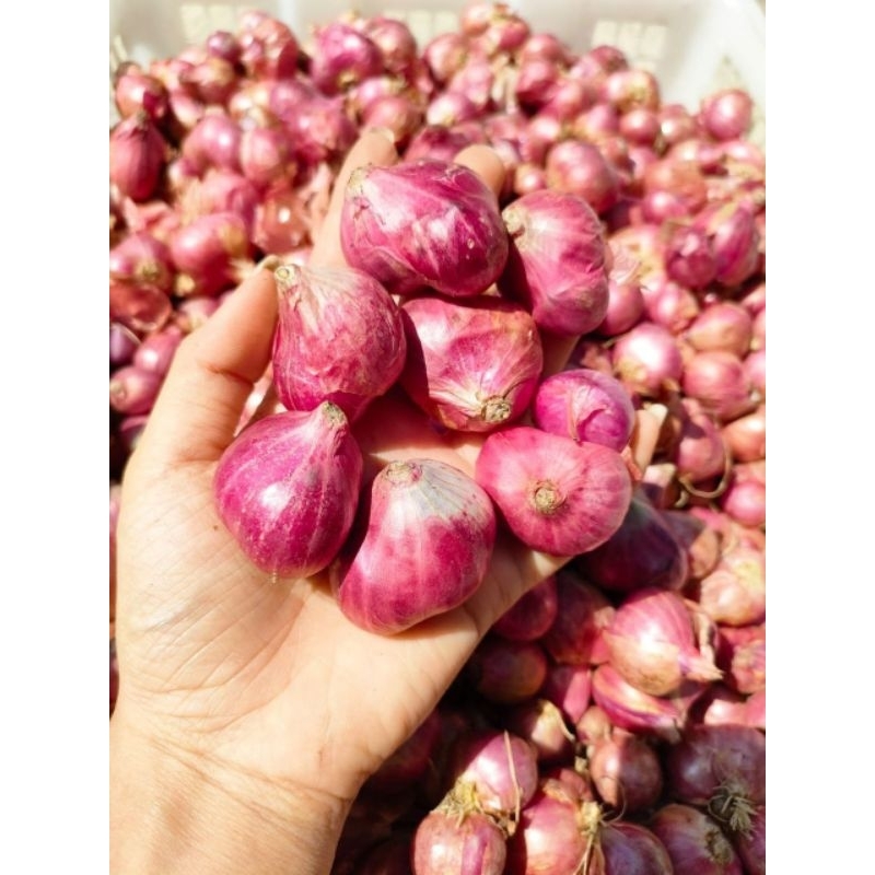 Jual Bawang Merah Brambang 1kg Shopee Indonesia