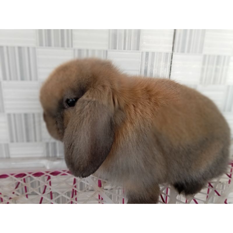 Jual Kelinci Holland Lop Tort | Shopee Indonesia