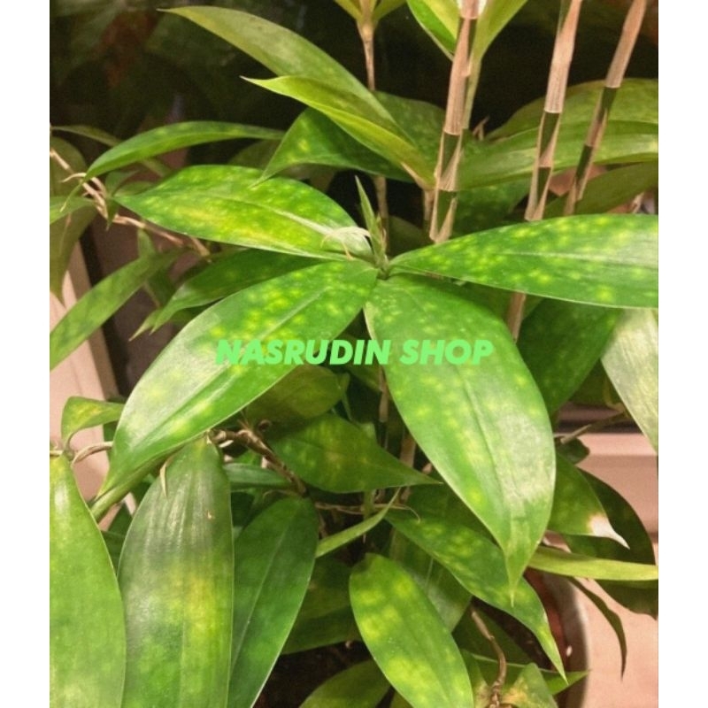Jual BAMBU JEPANG TOTOL / Dracaena surculosa / bambu darsena tutul