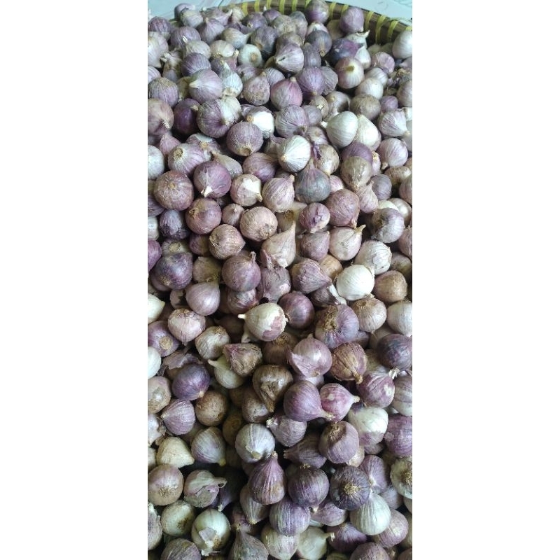 Jual Bawang Putih Tunggal Lanang 250gram Shopee Indonesia