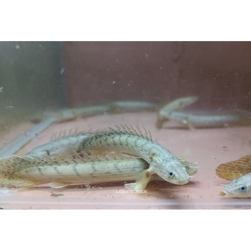 Jual sticker PALMAS CONGICUS PURE 10-11cm | Shopee Indonesia