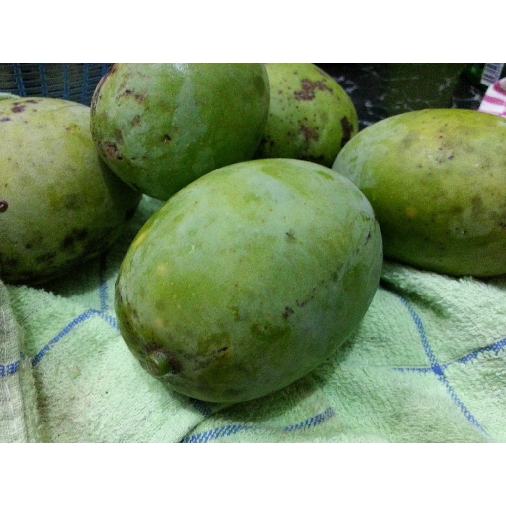 Jual Buah Musiman Mangga Kuweni kweni kuwini huani wani juani kebembem ...
