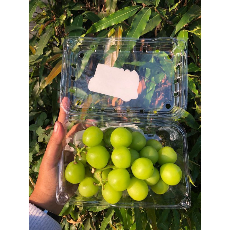 Jual Anggur Shine Muscat KTA Berat 500 Gram / Pack | Shopee Indonesia