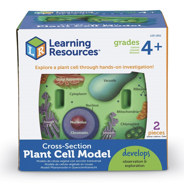 Jual Learning Resources Cross-Section Plant Cell Model | Shopee Indonesia