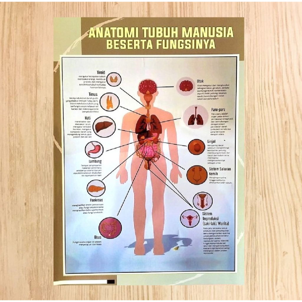 Jual Poster Anatomi Tubuh Manusia Beserta Fungsinya | Poster Anatomi