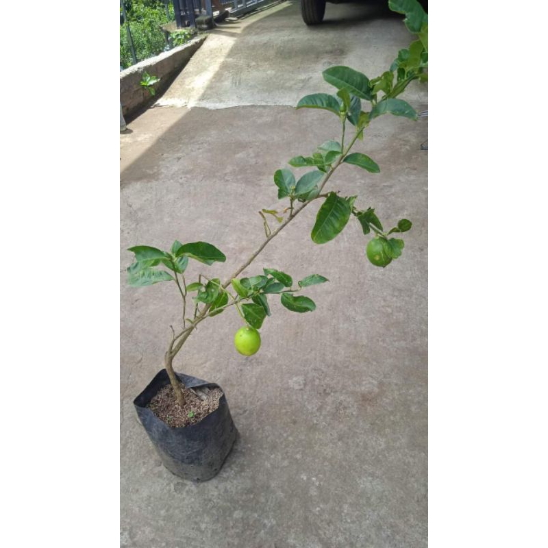 Jual Bibit Jeruk Lemon Kondisi Berbuah Shopee Indonesia